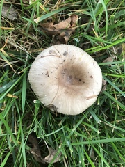 Russula pectinatoides