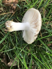 Russula pectinatoides