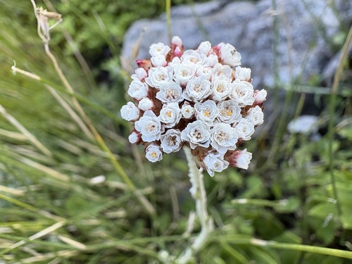 Image of Anaxeton laeve by (c) Charleen Brunke, some rights reserved (CC BY)