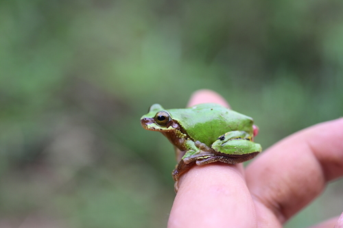 Jerdon's Tree Frog