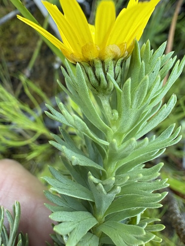 Image of Ursinia caledonica by (c) Charleen Brunke, some rights reserved (CC BY)