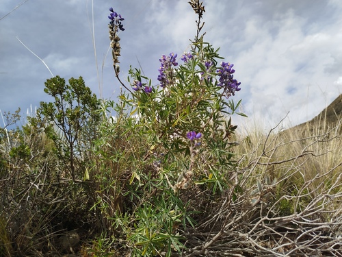 Lupinus altimontanus, photograph 1