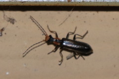Podabrus cavicollis