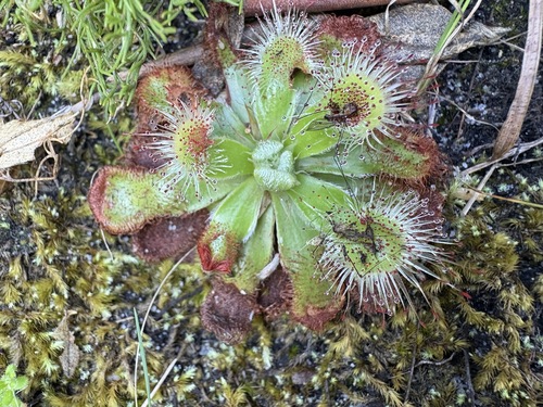Image of Drosera esterhuyseniae by (c) Charleen Brunke, some rights reserved (CC BY)