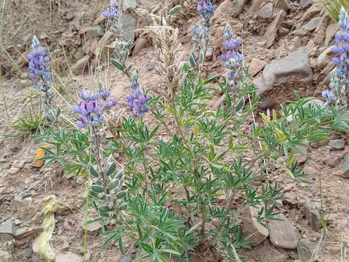 Lupinus altimontanus, photograph 5