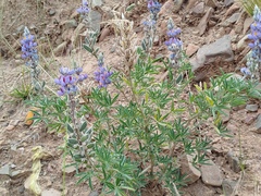Lupinus altimontanus, photograph Humber Alberto, CC BY, iNaturalist via GBIF