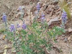 Lupinus altimontanus, photograph Humber Alberto, CC BY, iNaturalist via GBIF