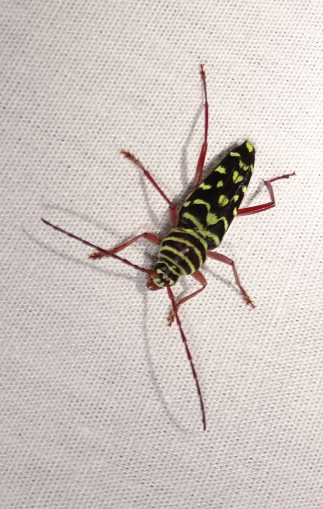 Mesquite Borer (Guide to Beetles of Erath County, TX) · iNaturalist