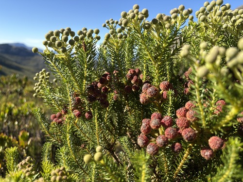 Berzelia intermedia (Berzelia intermedia)