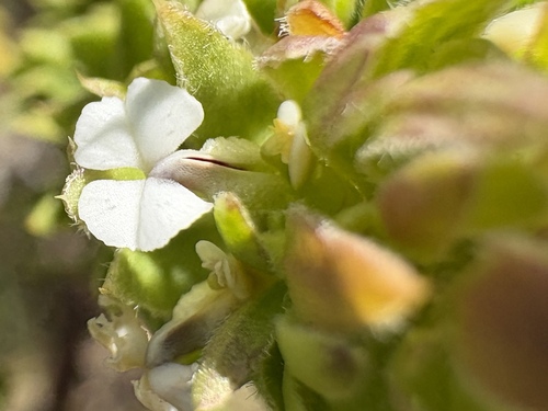 White Purplegorse (Muraltia alba)