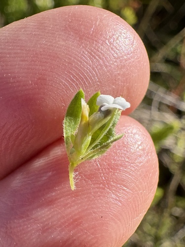 Image of Muraltia alba by (c) Charleen Brunke, some rights reserved (CC BY)