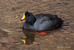 Fulica gigantea