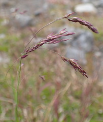 Vahlodea atropurpurea