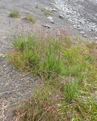 Vahlodea atropurpurea