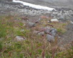 Vahlodea atropurpurea