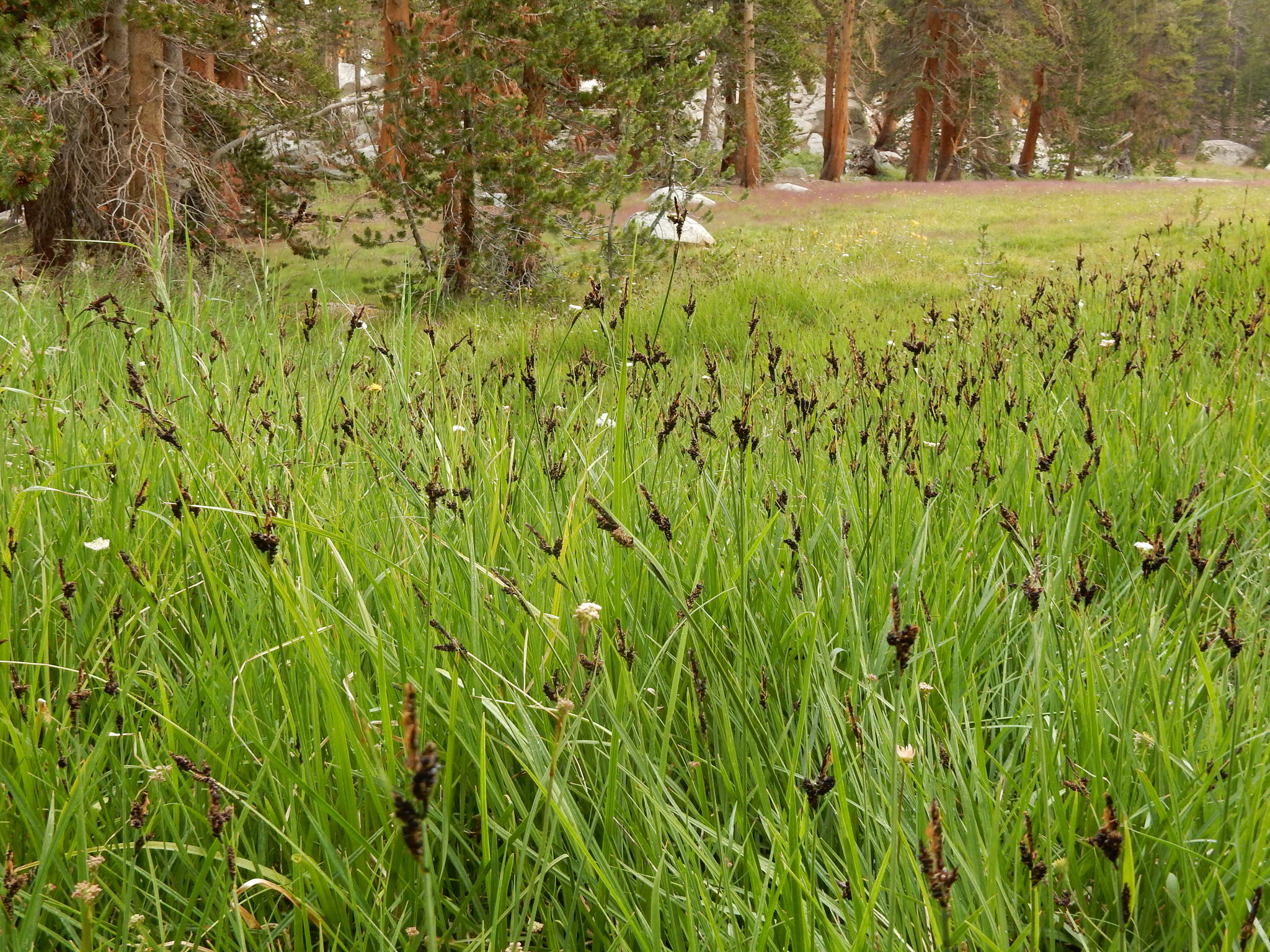 Calamagrostis scopulorum