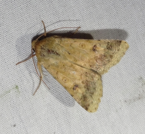 Corn Earworm Moth, photo 3 of 7