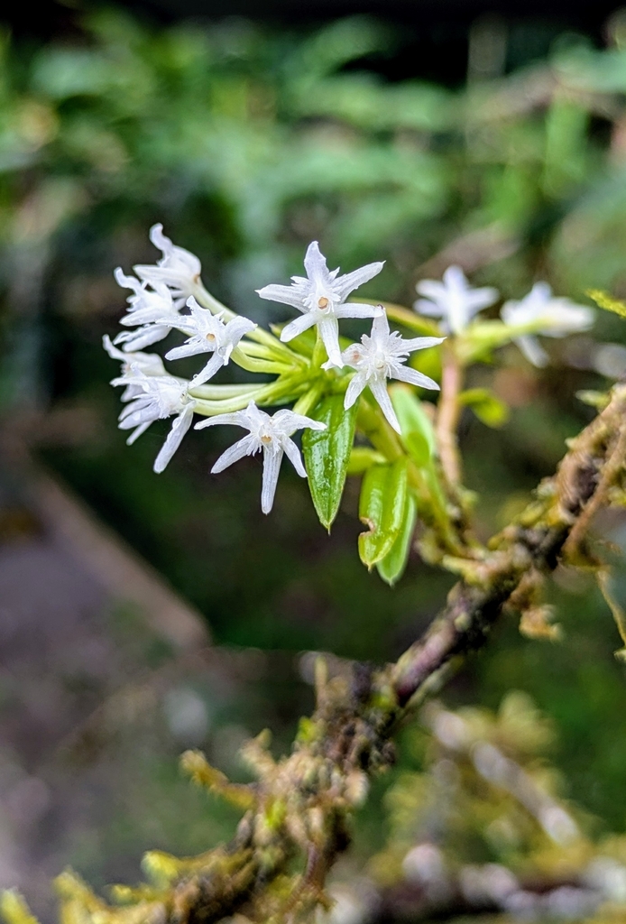 Epidendrum laceratum C.Schweinf.