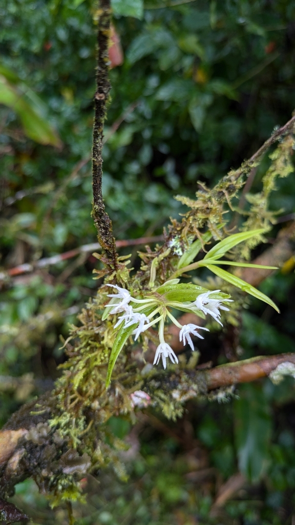 Epidendrum laceratum C.Schweinf. 2