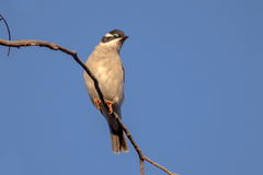 Melithreptus gularis