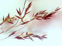 Vahlodea atropurpurea