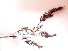 Vahlodea atropurpurea