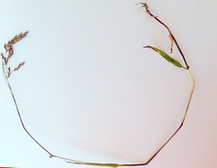 Vahlodea atropurpurea