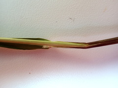 Vahlodea atropurpurea