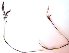 Vahlodea atropurpurea