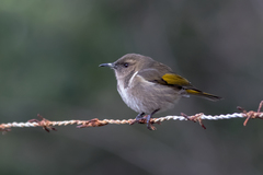 Crescent Honeyeater photo 2