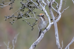 Gliciphila melanops
