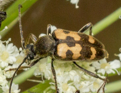 Judolia erratica