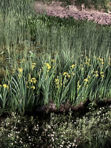 Yellow Iris
