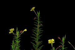 Oenothera jamesii