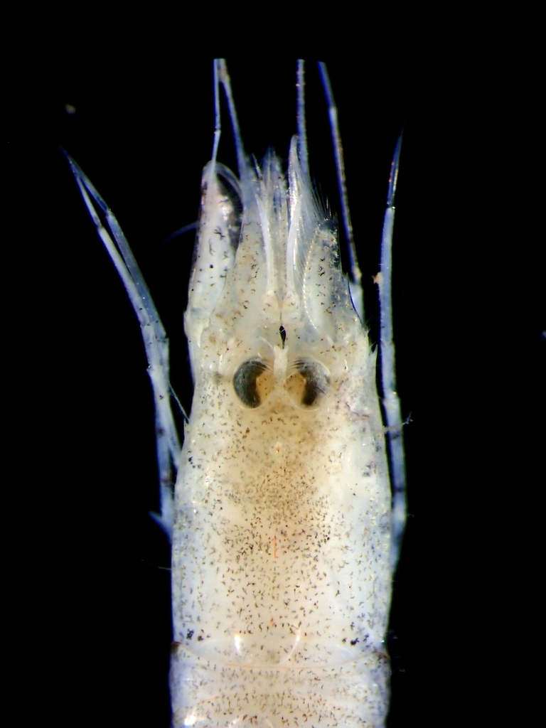Philocheras angustirostris