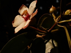 Blakea quadrangularis