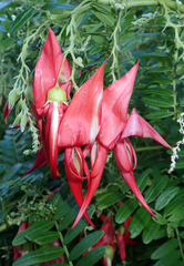 Clianthus puniceus