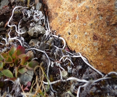 Thamnolia vermicularis vermicularis