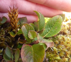 Salix stolonifera