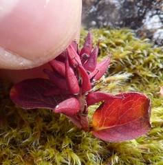 Salix stolonifera