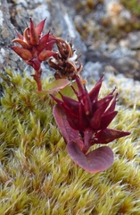 Salix stolonifera