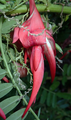 Clianthus puniceus