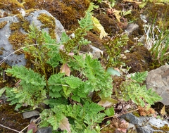 Cryptogramma sitchensis