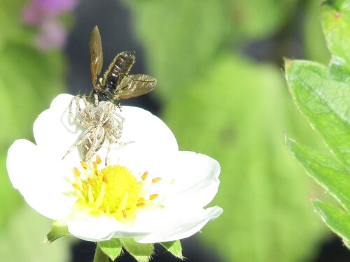 Variegated Lynx Spider, 4292 Dobri dol, Bulgaria, photo 7 of 10