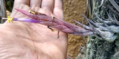 Tillandsia circinnatioides