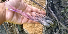 Tillandsia circinnatioides