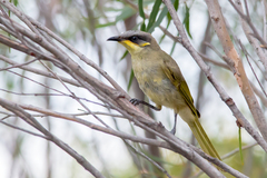 Lichenostomus cratitius