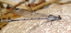 Argia tonto