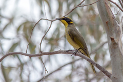Lichenostomus melanops