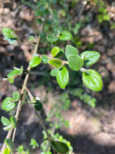 Cotoneaster kitaibelii